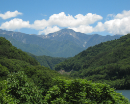 信州の、よく寝かせた木を使います。