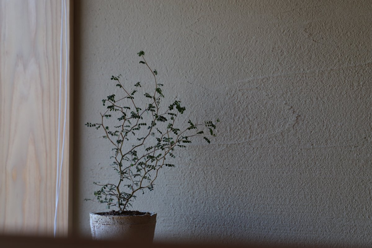 塗り壁と植物